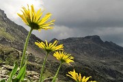 62 Doronico sui macereti al Passo della Portula con vista in Cabianca